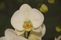 Phalaenopsis   087
